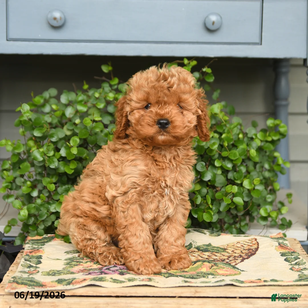 Cockapoo dogs for sale: Max - Ad 1