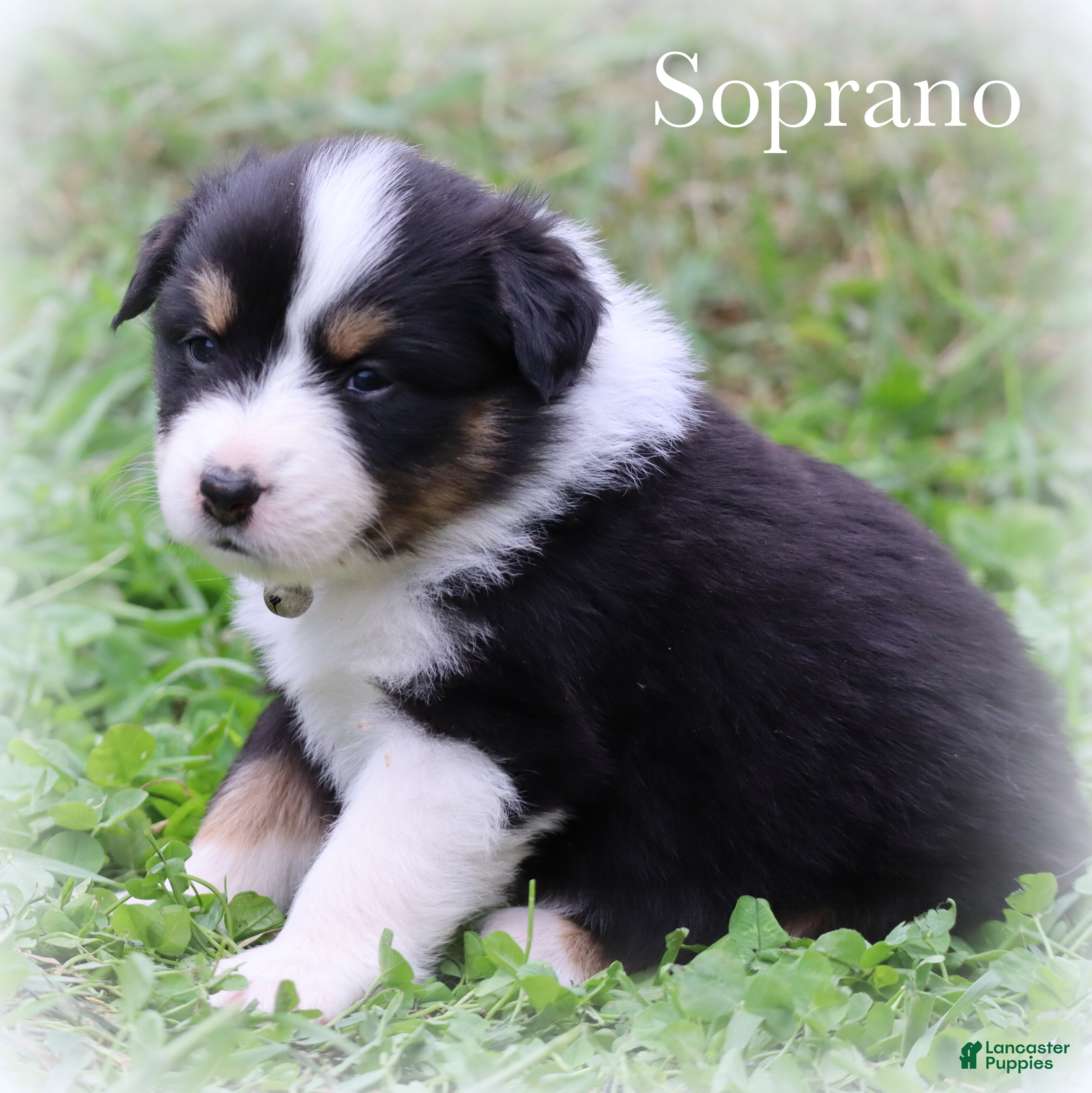 Miniature Australian Shepherd dogs Soprano - Ad 2