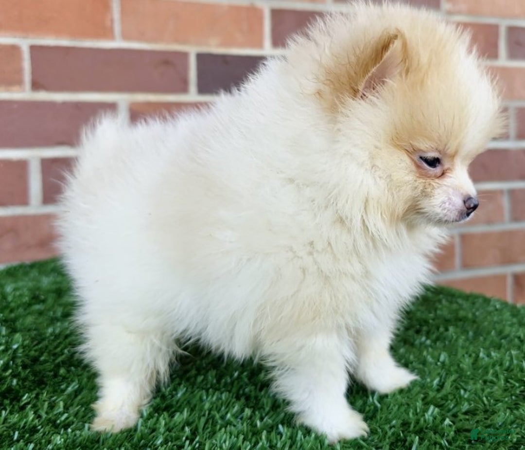 Pomeranian dogs for sale: Pomeranian Puppy 1 - Ad 2