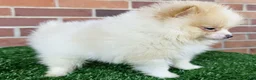 Pomeranian dogs for sale: Pomeranian Puppy 1 - Ad 2