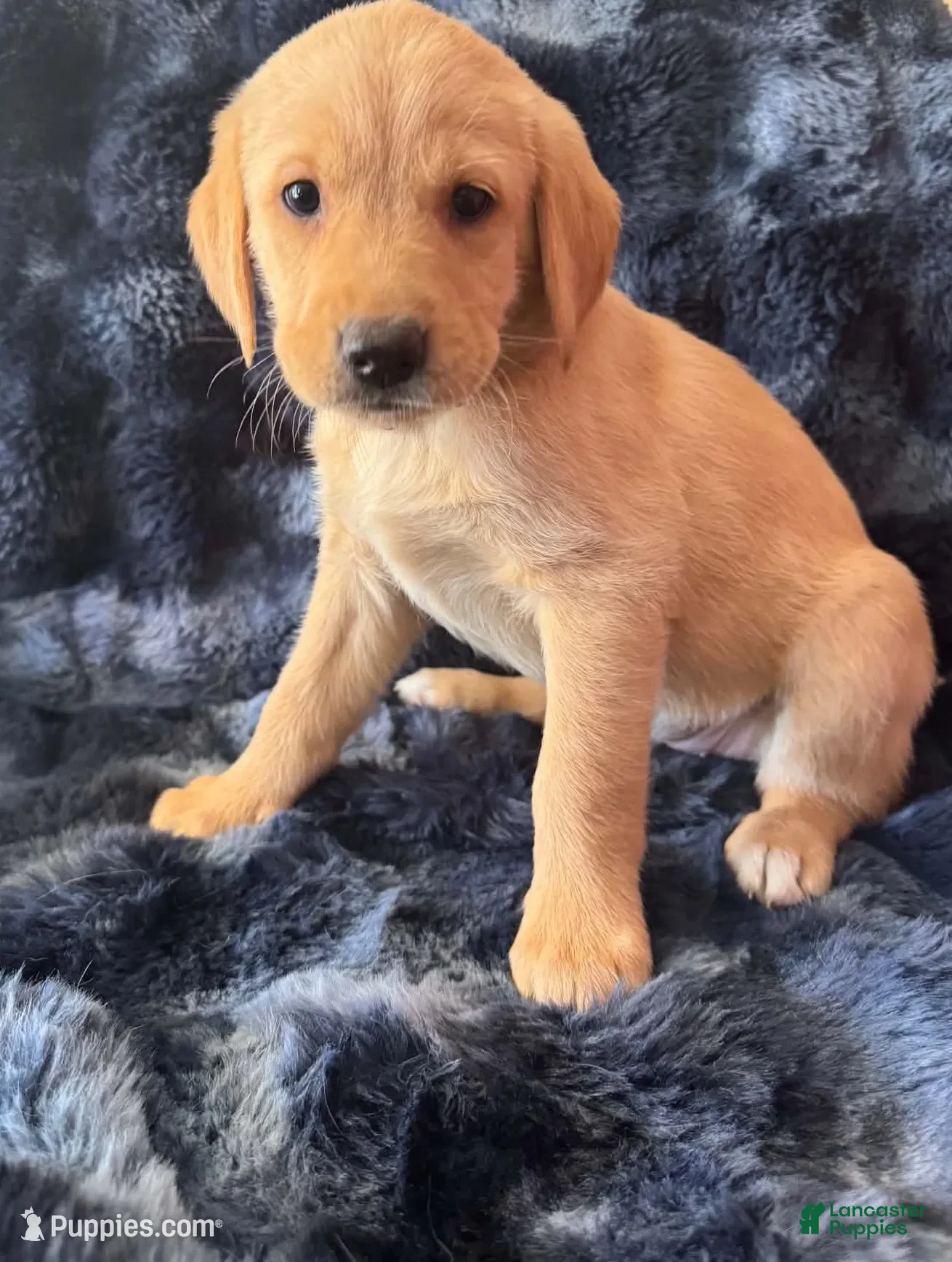 Goldador dogs Yellow - Ad 2