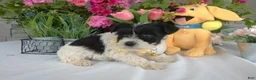 Miniature Schnauzer dogs for sale: Miniature Schnauzer 4 Sunflower - Ad 3