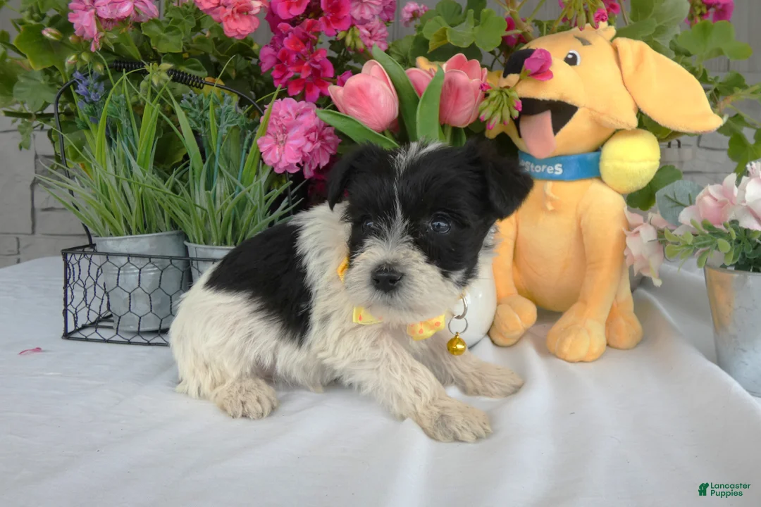 Miniature Schnauzer dogs for sale: Miniature Schnauzer 4 Sunflower - Ad 3