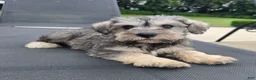 Miniature Schnauzer dogs for sale: Sammy - Ad 2
