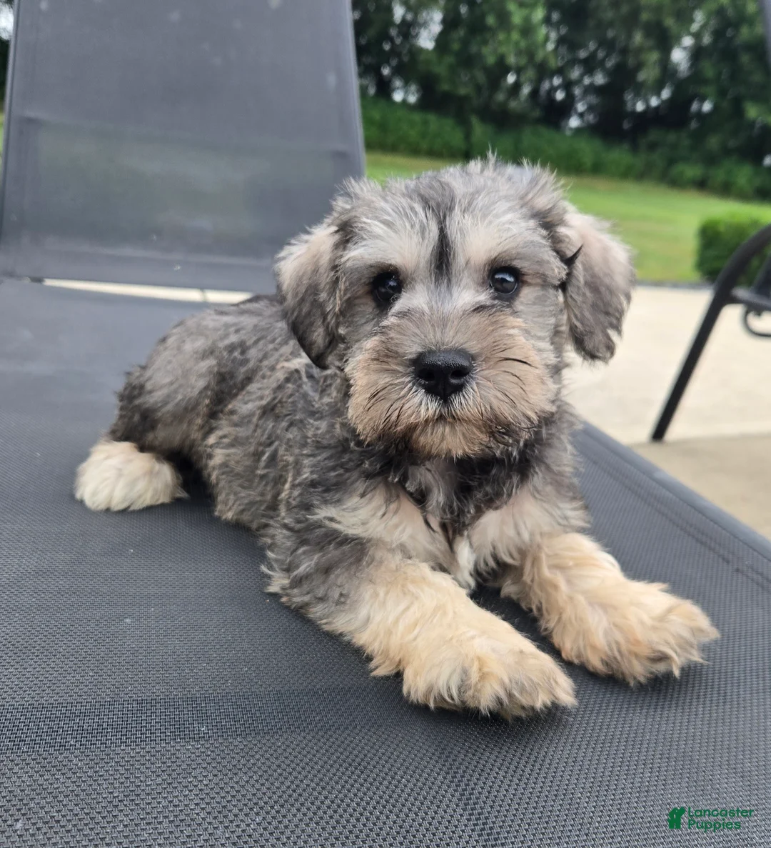 Miniature Schnauzer dogs for sale: Sammy - Ad 2