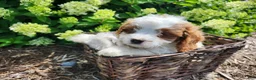 Cavapoo dogs for sale: Spotty - Ad 7
