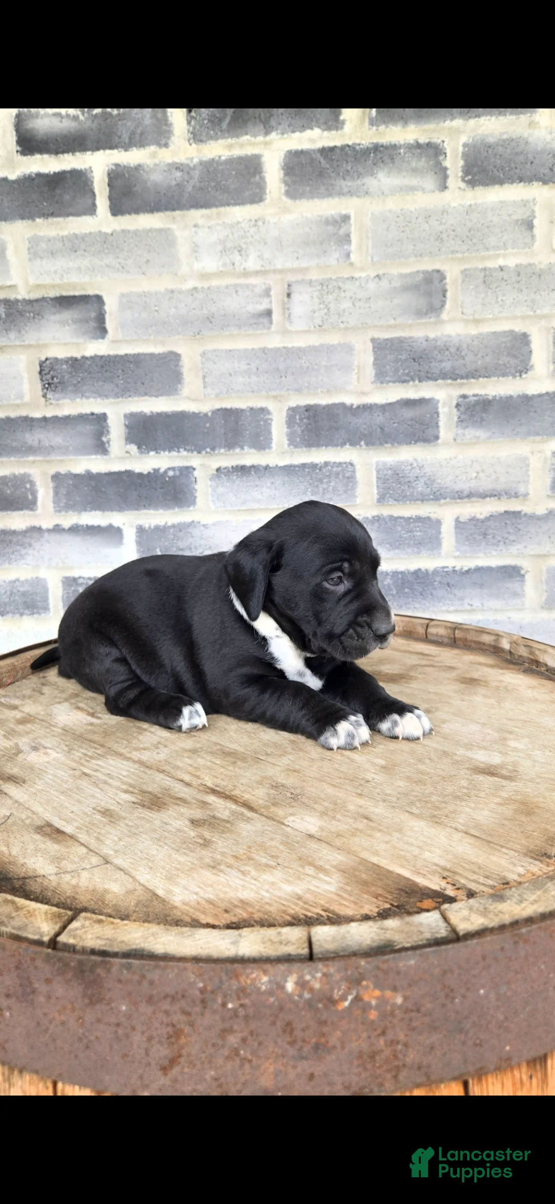 Mixed Breed dogs for sale: Mixed Breed Puppy 1 - Ad 2