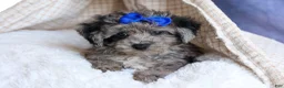 Bichpoo dogs for sale: NOAH - Ad 15