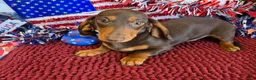 Miniature Dachshund dogs for sale: Earnie - Ad 1
