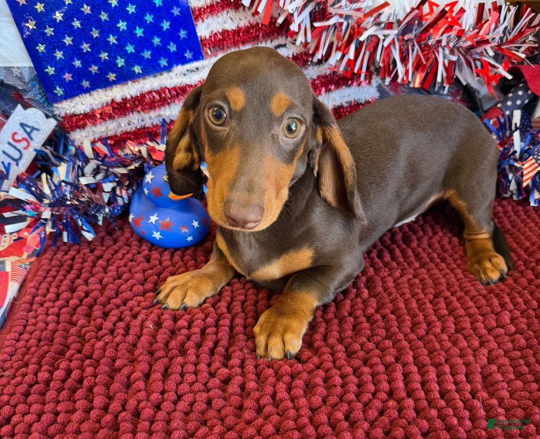 Miniature Dachshund dogs for sale: Earnie - Ad 1
