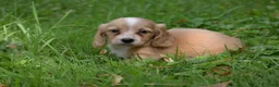Miniature Dachshund dogs for sale: Byron - Ad 14