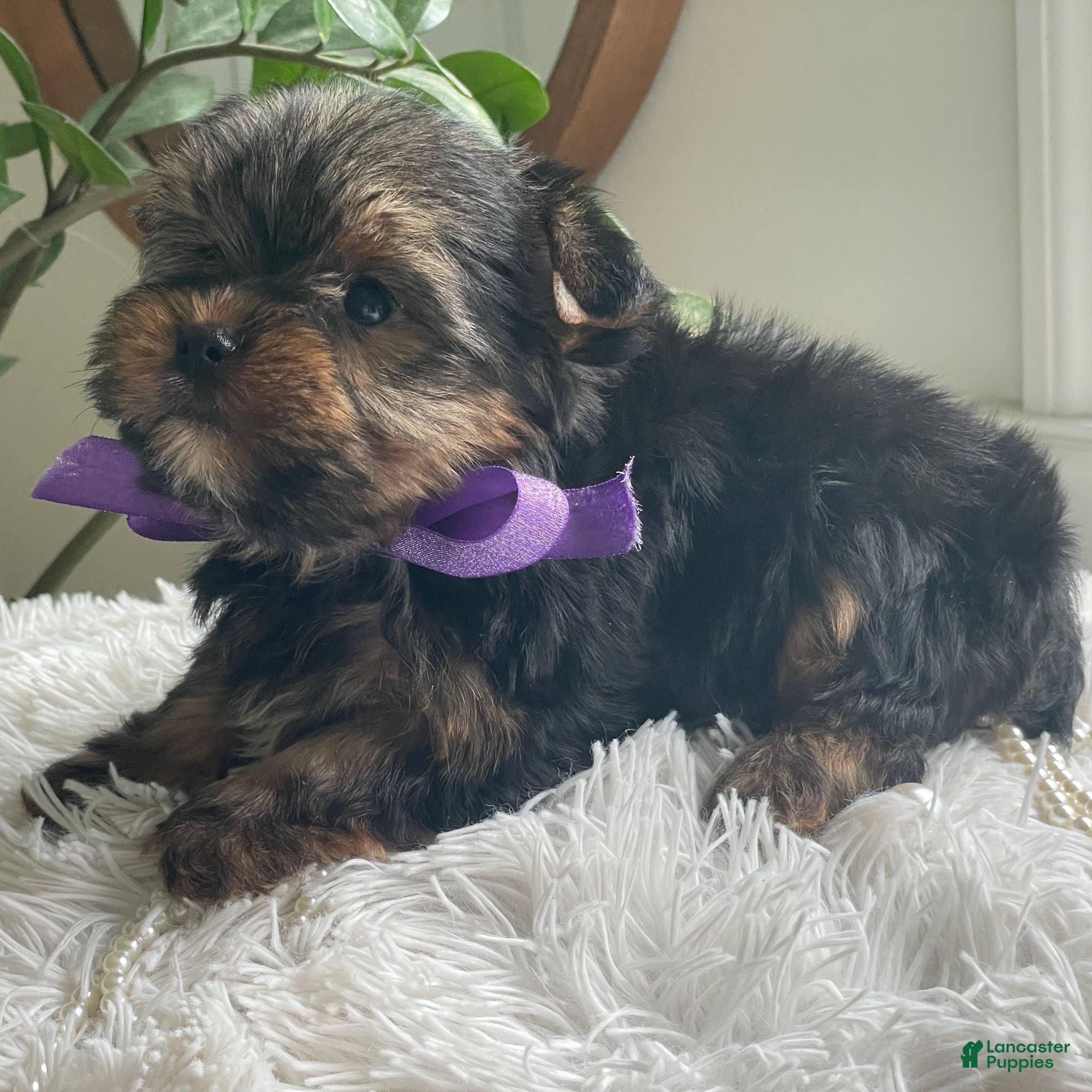 Yorkshire Terrier dogs Tucker - Ad 2