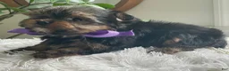Yorkshire Terrier dogs for sale: Tucker - Ad 2