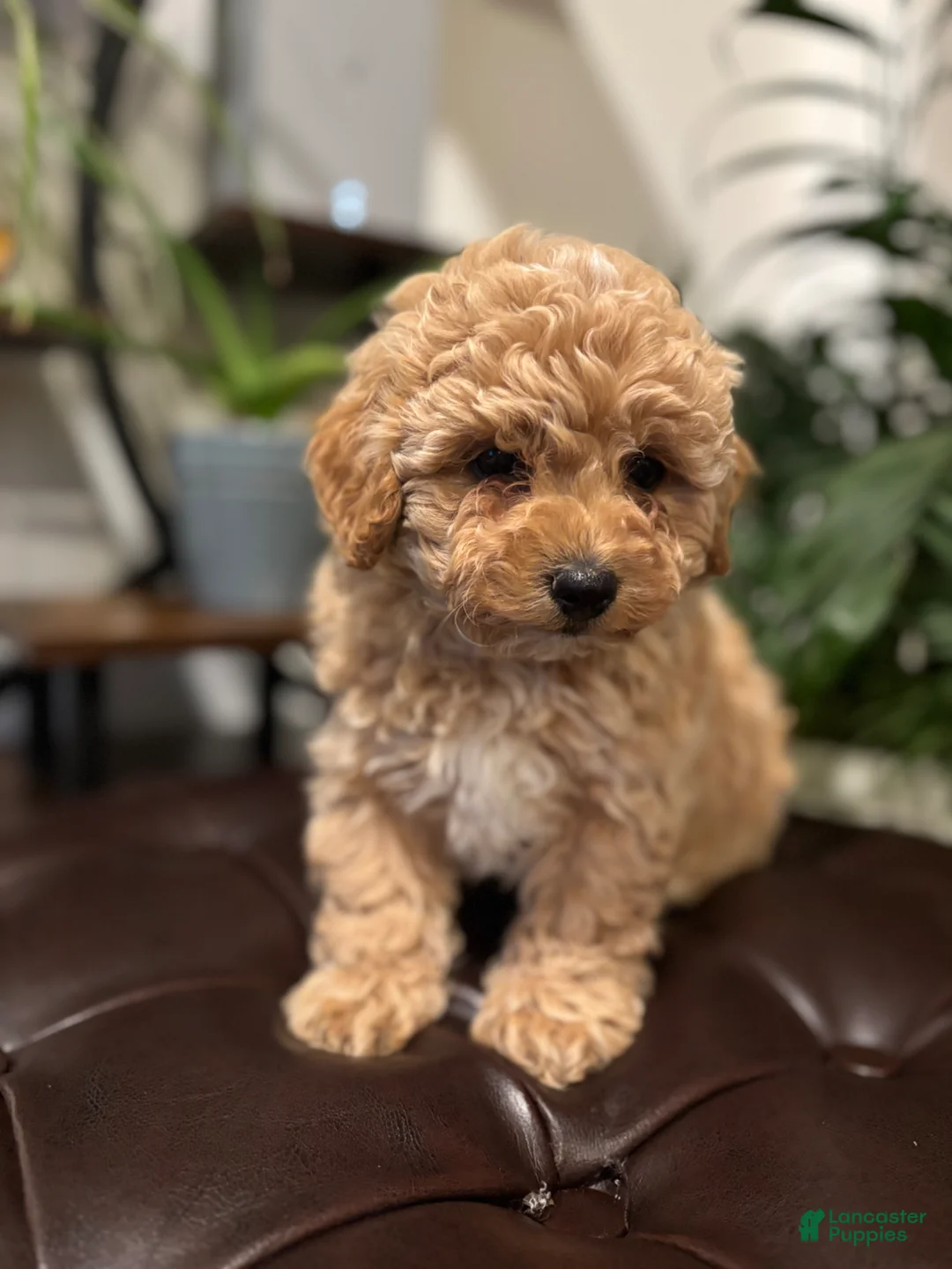 Maltipoo dogs for sale: Marco - Ad 1