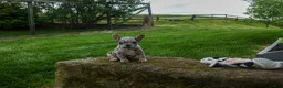 French Bulldog dogs for sale: Archie Beautiful Merle  Pup💙🐾 - Ad 21