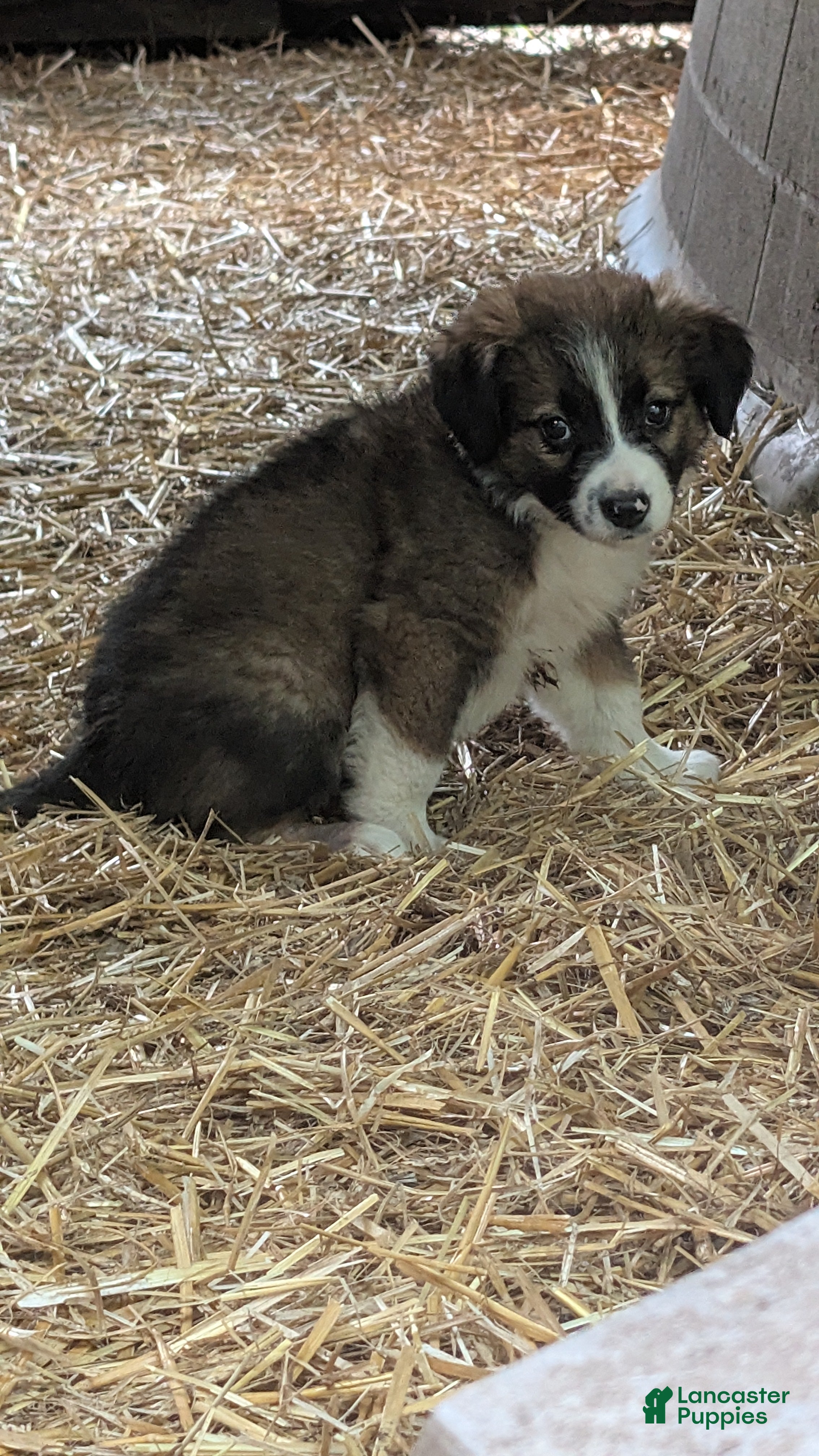 Bernese Mountain Dog dogs Bernese Mountain Dog 4 - Ad 2