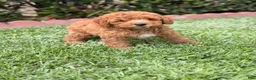 Toy Poodle dogs for sale: Toy Poodle 5 - named Cinnamon  - Ad 4