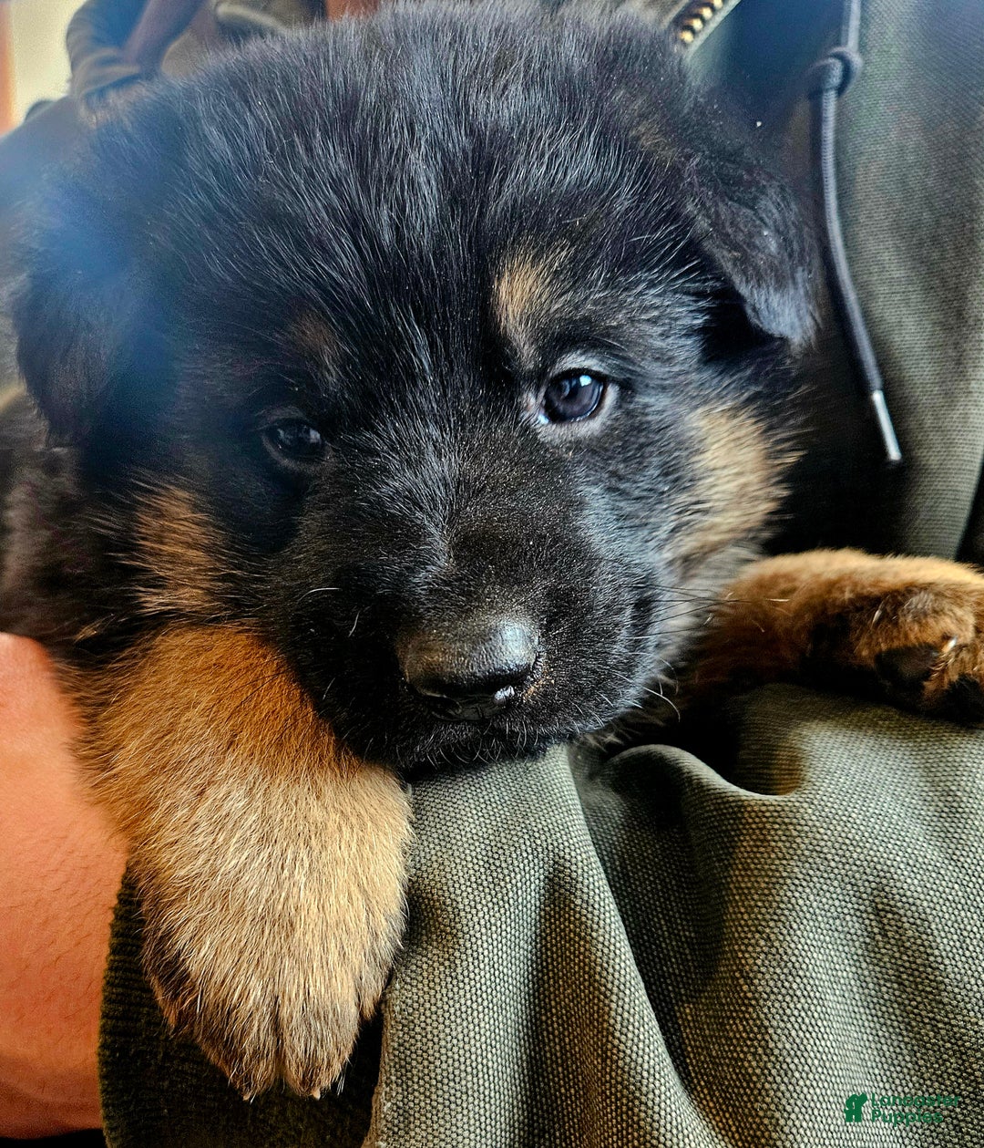 German Shepherd dogs for sale: Snickers - Ad 4