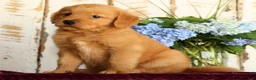 Golden Retriever dogs for sale: Sandy - Ad 7