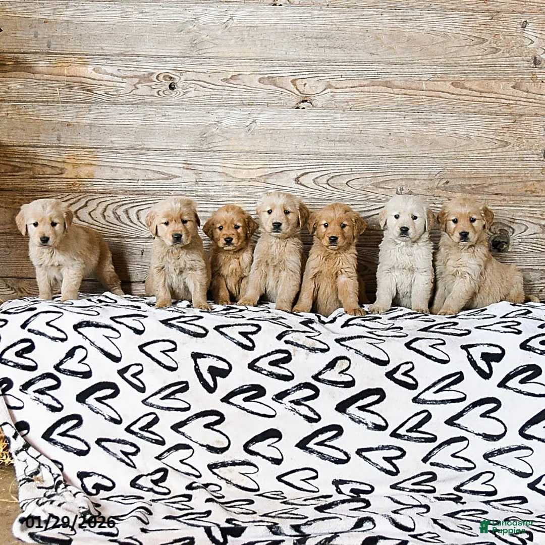 Golden Retriever dogs for sale: Lacey - Ad 5