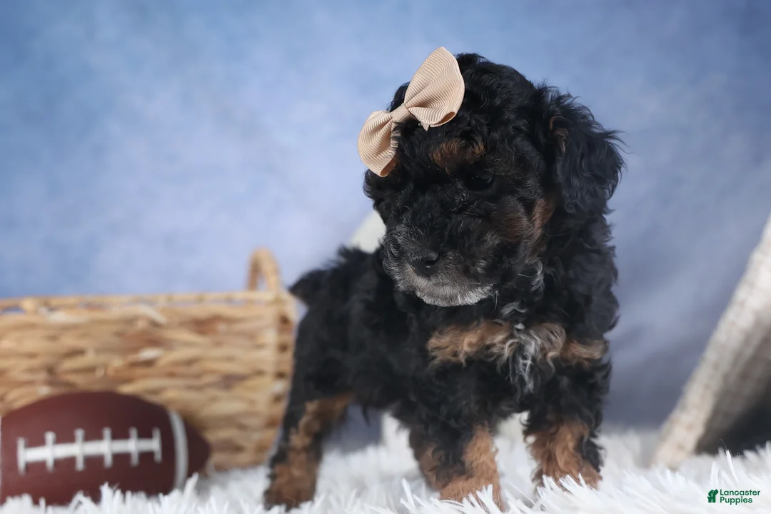 Miniature Poodle dogs for sale: Romeo - Ad 12