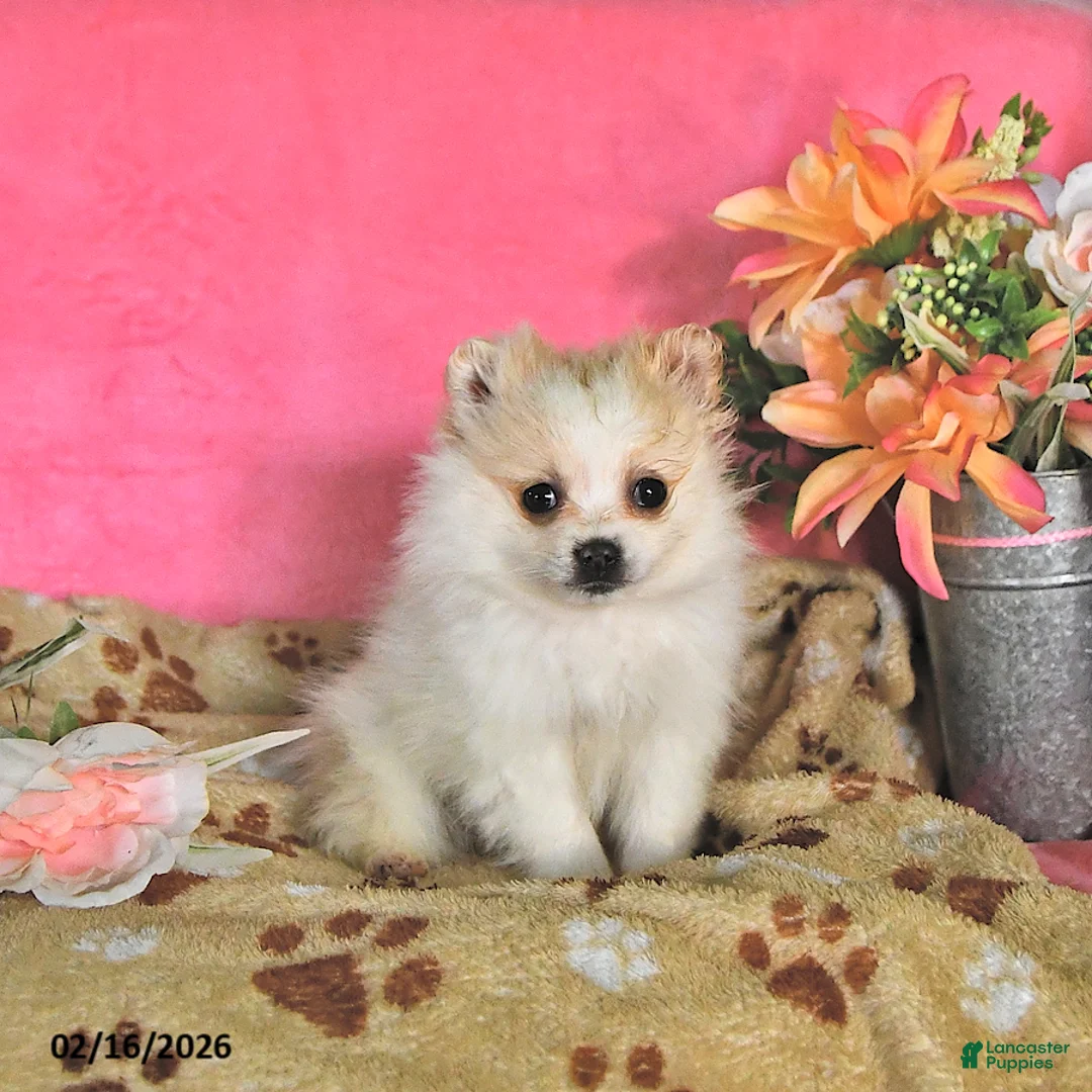 Pomeranian dogs for sale: Sherry - Ad 1