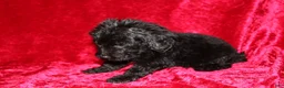Doxiepoo dogs for sale: Doxiepoo Tracker - Ad 4