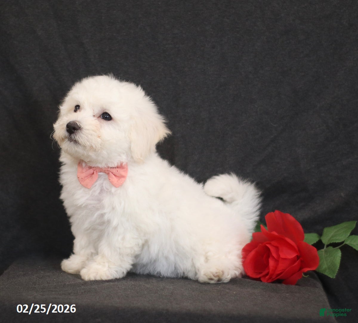Bichon Frise dogs Blossom - Ad 2