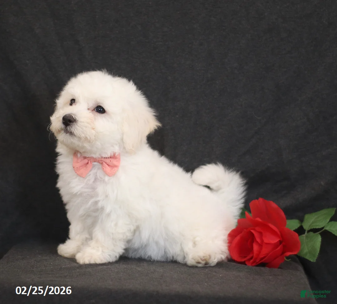 Bichon Frise dogs for sale: Blossom - Ad 2