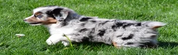 Miniature Australian Shepherd dogs for sale: Tyler - Ad 7