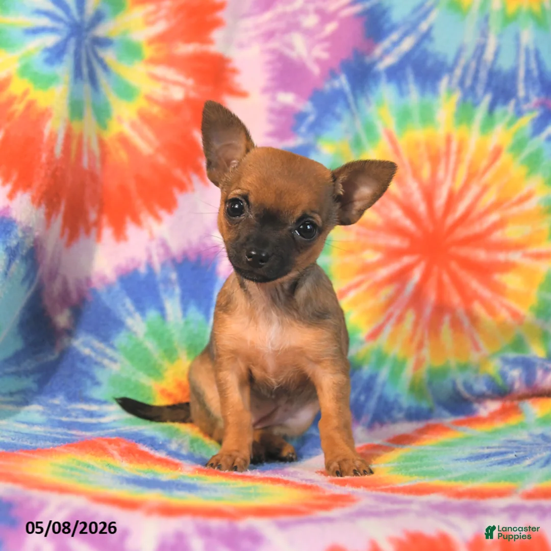 Chihuahua dogs for sale: Abby - Ad 1
