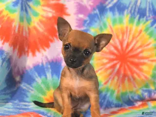 Chihuahua dogs for sale: Abby - Ad 1