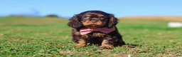 Cavalier King Charles Spaniel dogs for sale: Cooper - Ad 15