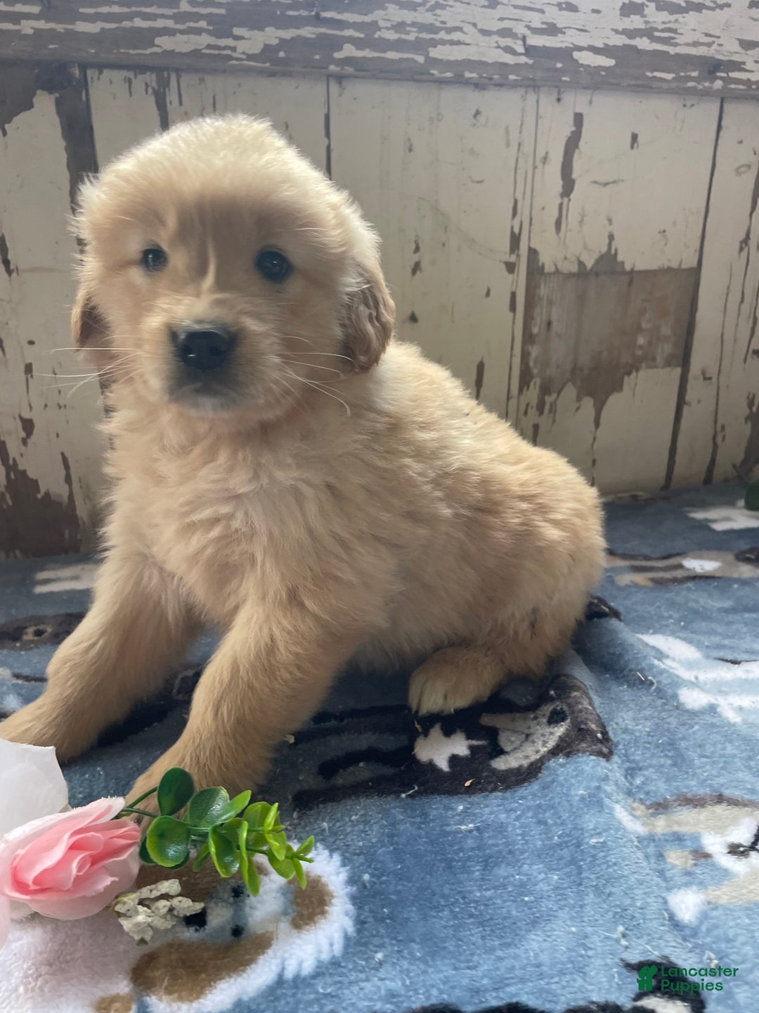 Mixed Breed dogs for sale: Stormy - Ad 2