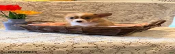Welsh Corgi Pembroke dogs for sale: Happy - Ad 1