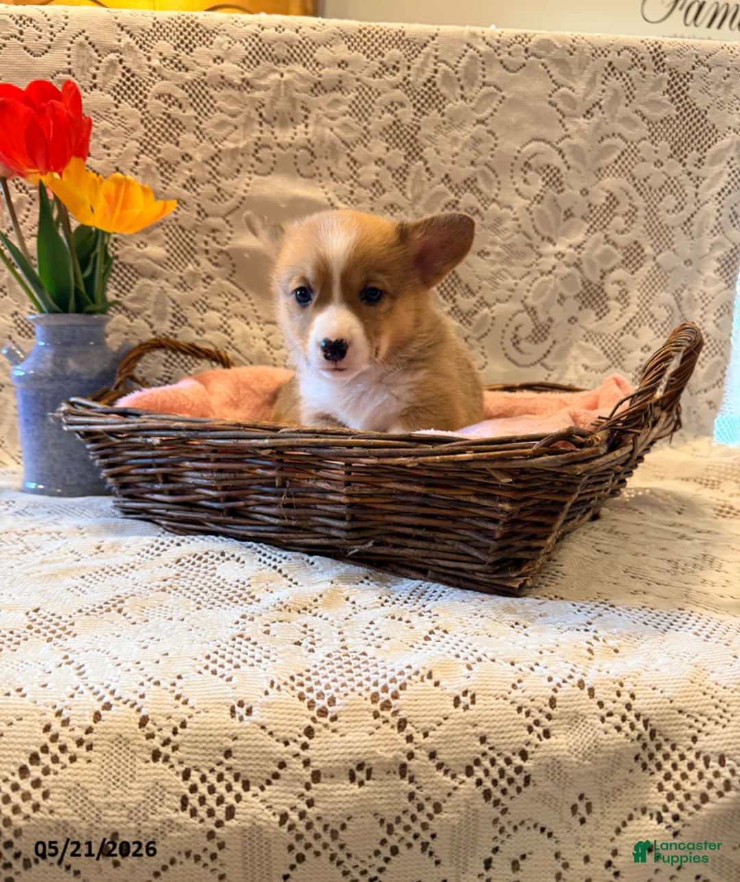 Welsh Corgi Pembroke dogs for sale: Happy - Ad 1