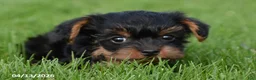 Yorkiepoo dogs for sale: Lassie - Ad 3