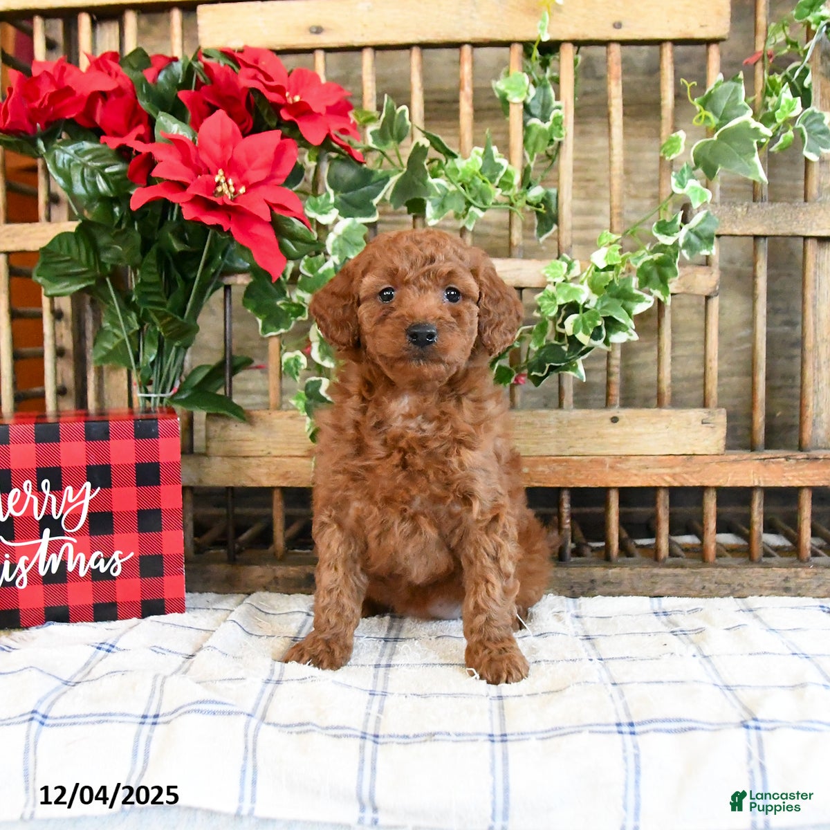 Mini Goldendoodle dogs Winter  - Ad 29