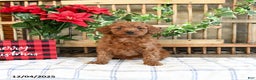 Mini Goldendoodle dogs for sale: Winter  - Ad 1