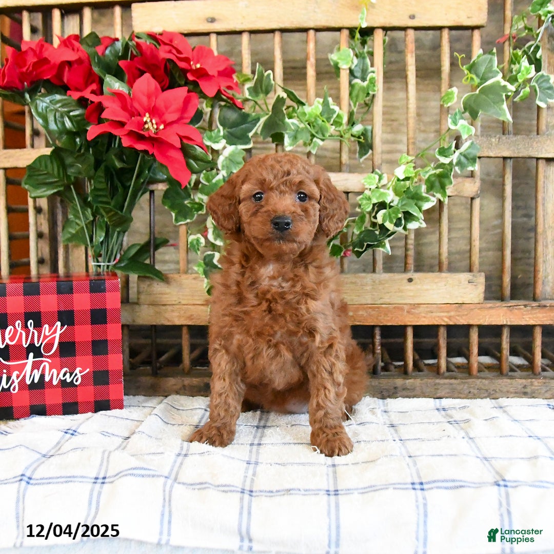 Mini Goldendoodle dogs for sale: Winter  - Ad 1