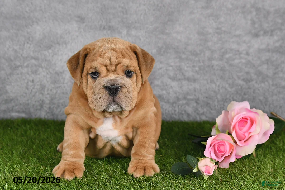 English Bulldog dogs for sale: Jerome - Ad 5