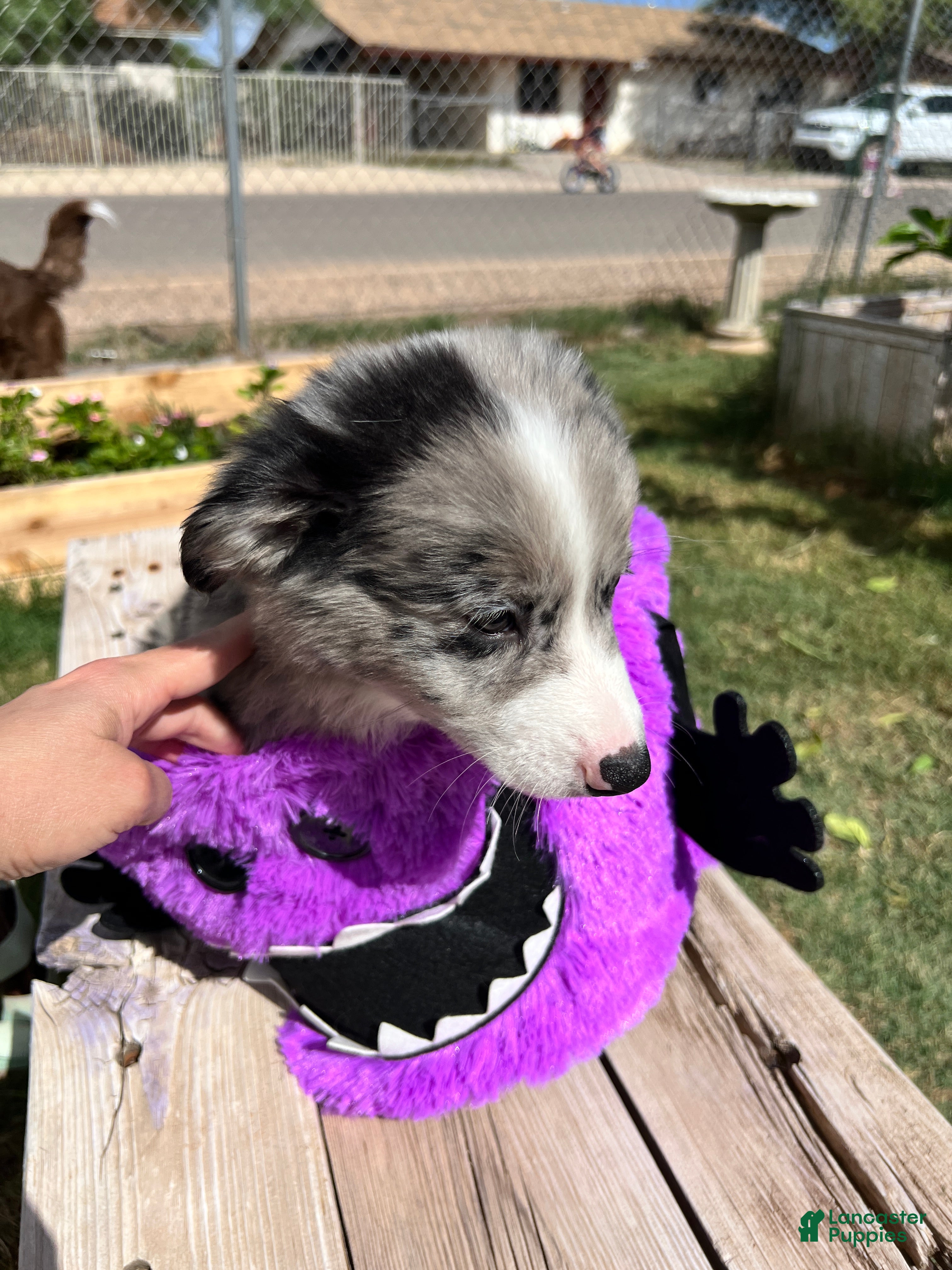 Mixed Breed dogs Blue - Ad 31