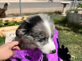 Mixed Breed dogs Blue - Ad 31