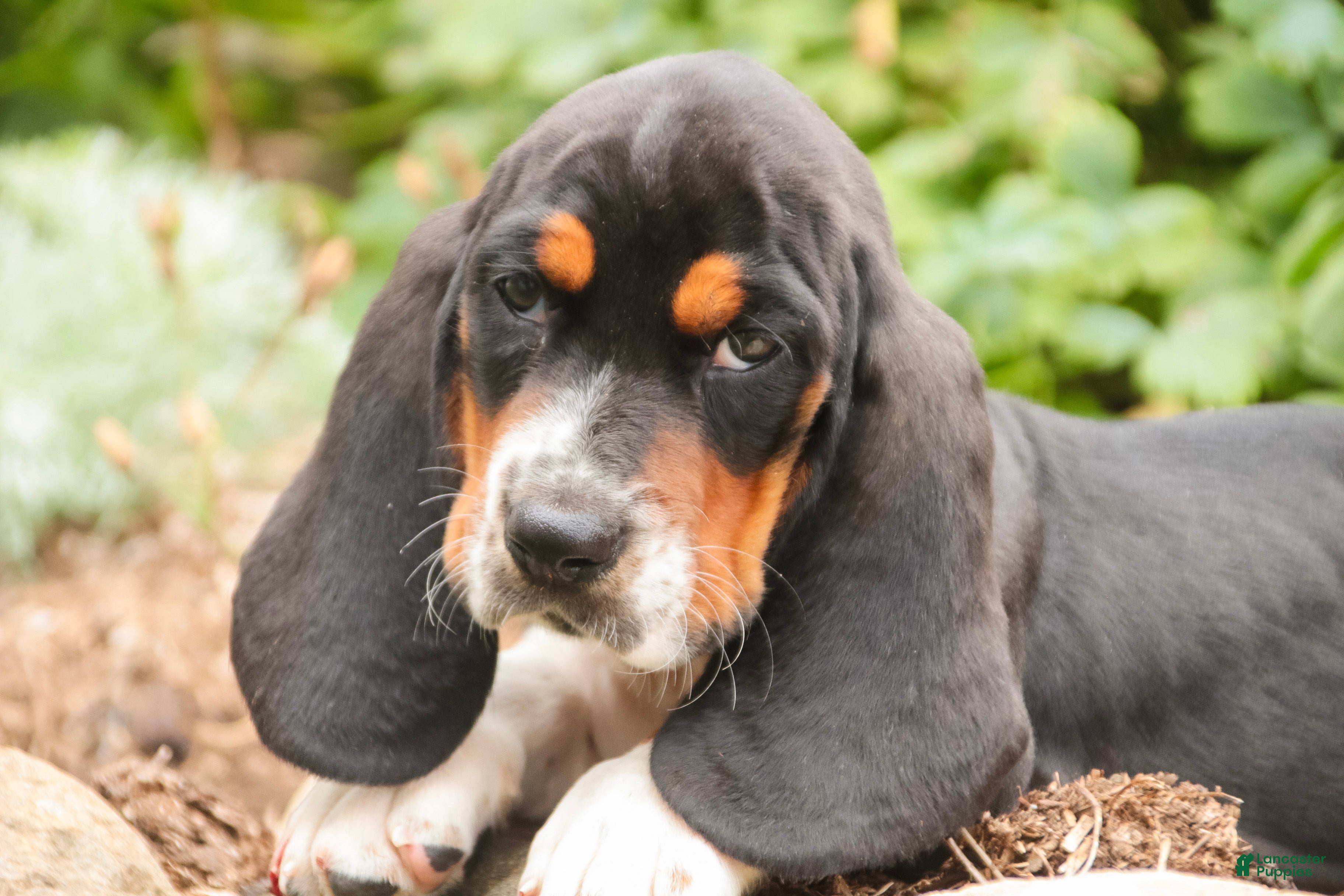 Basset Hound dogs Montgomery - Ad 1