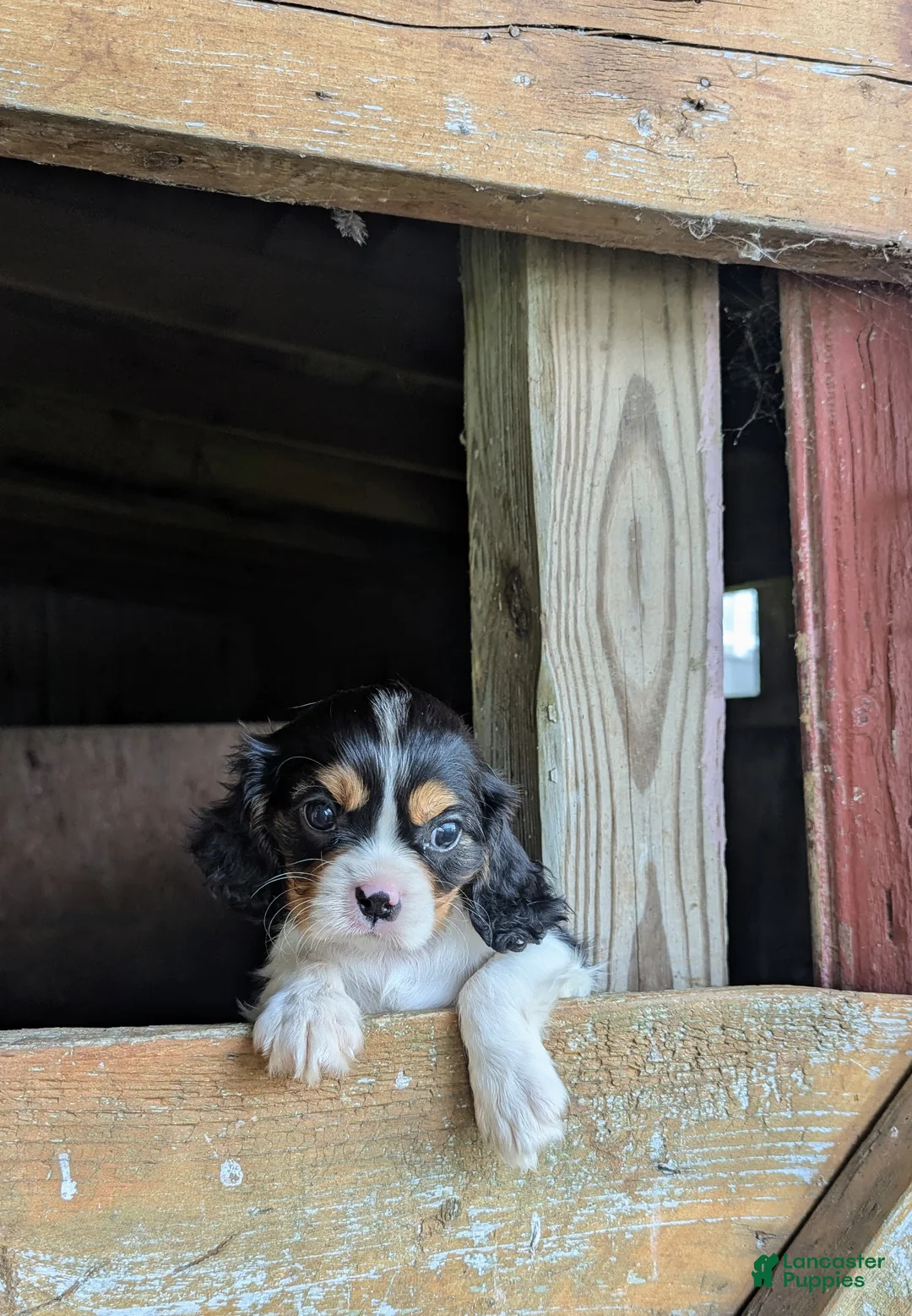 Cavalier King Charles Spaniel dogs for sale: Hilda - Ad 2