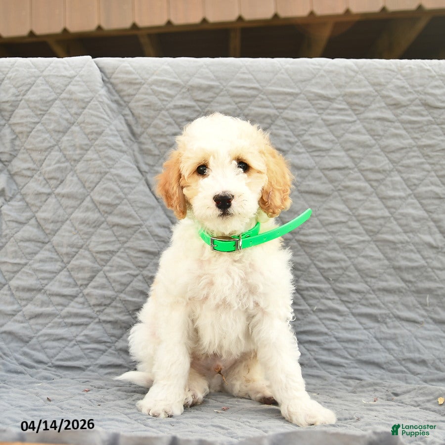 Miniature Poodle dogs Skipper  - Ad 2