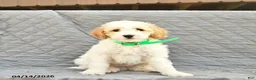 Miniature Poodle dogs for sale: Skipper  - Ad 2
