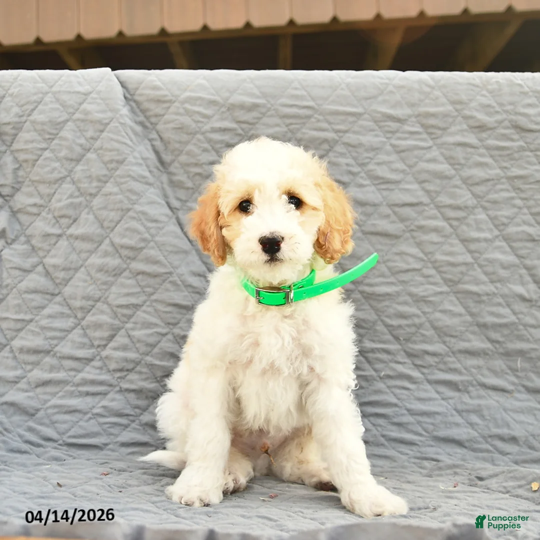 Miniature Poodle dogs for sale: Skipper  - Ad 2