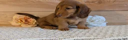 Miniature Dachshund dogs for sale: Heath  - Ad 11