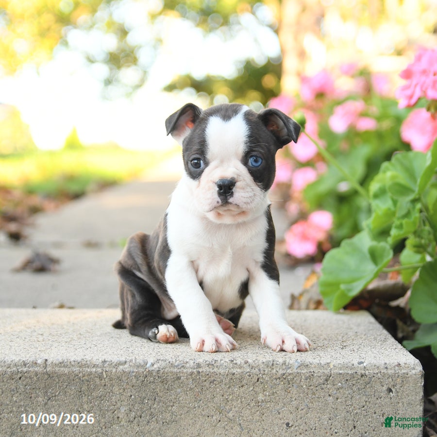 Boston Terrier dogs Lily - Ad 2